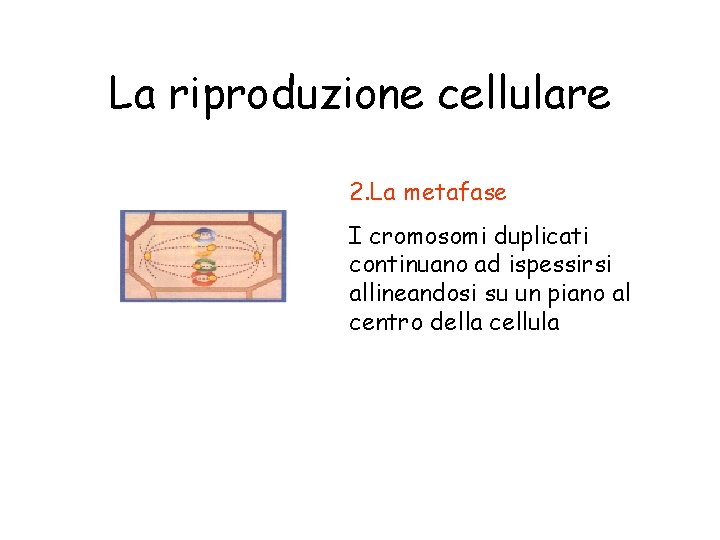 La riproduzione cellulare 2. La metafase I cromosomi duplicati continuano ad ispessirsi allineandosi su