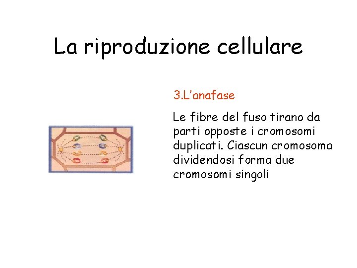 La riproduzione cellulare 3. L’anafase Le fibre del fuso tirano da parti opposte i