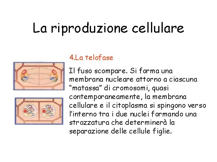 La riproduzione cellulare 4. La telofase Il fuso scompare. Si forma una membrana nucleare