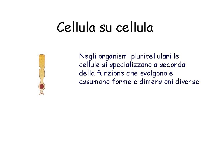 Cellula su cellula Negli organismi pluricellulari le cellule si specializzano a seconda della funzione