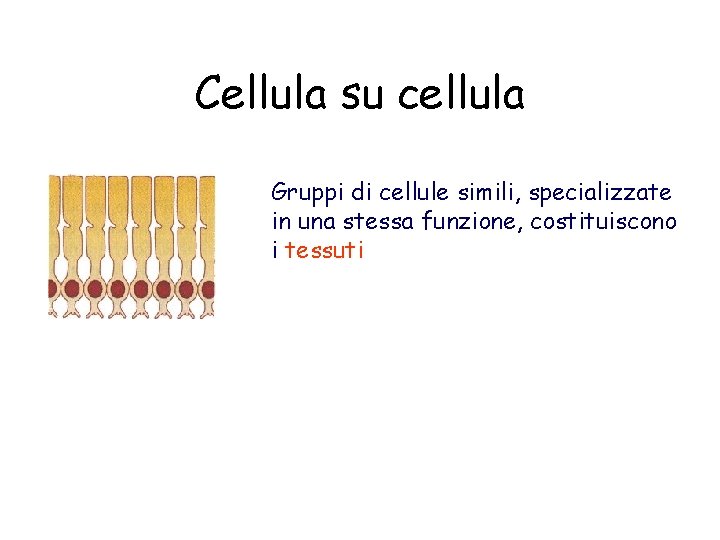 Cellula su cellula Gruppi di cellule simili, specializzate in una stessa funzione, costituiscono i