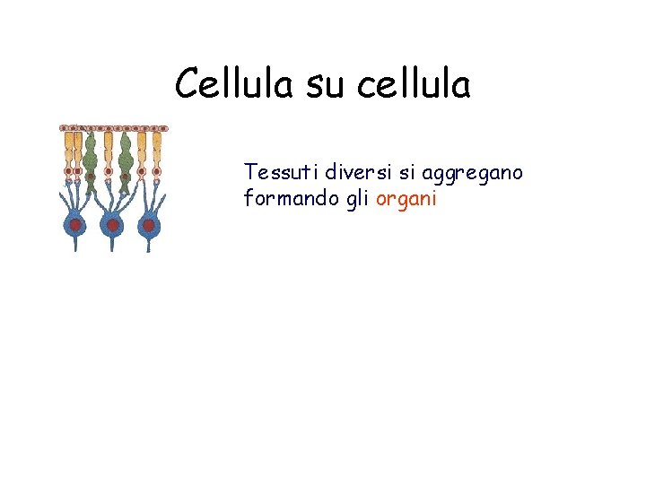 Cellula su cellula Tessuti diversi si aggregano formando gli organi 