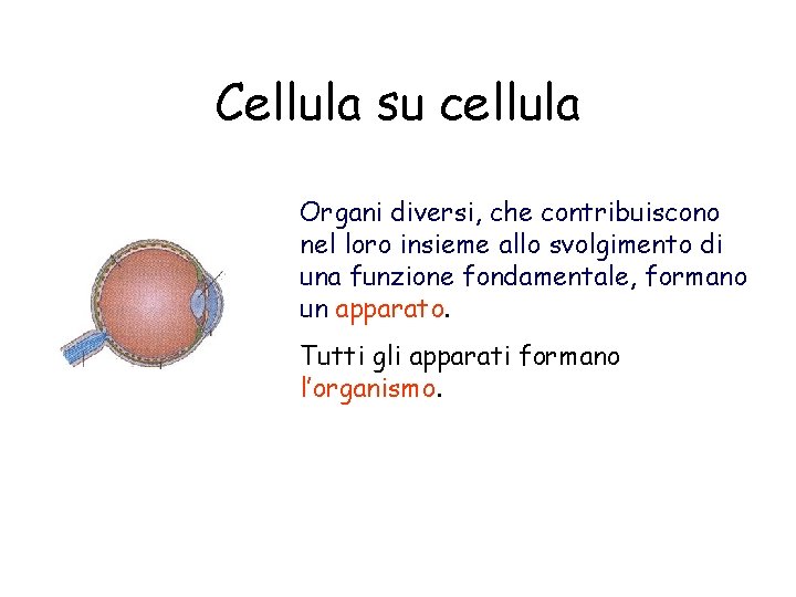 Cellula su cellula Organi diversi, che contribuiscono nel loro insieme allo svolgimento di una