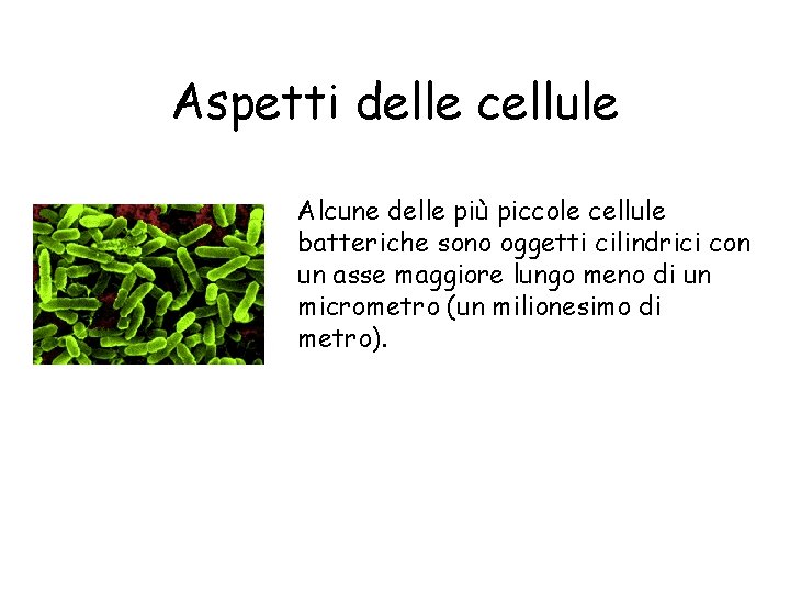 Aspetti delle cellule Alcune delle più piccole cellule batteriche sono oggetti cilindrici con un