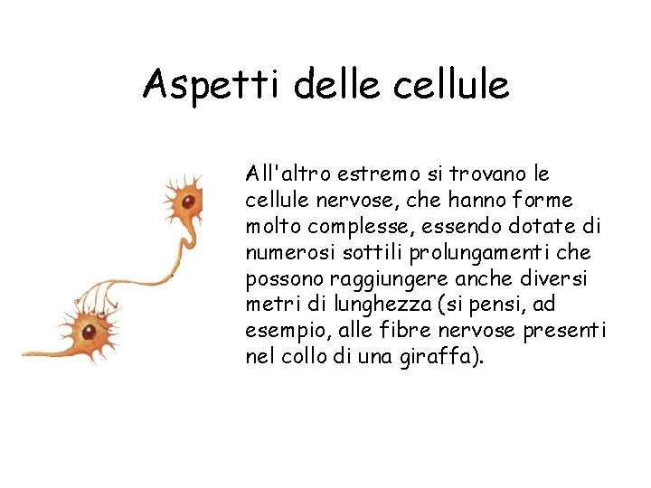 Aspetti delle cellule All'altro estremo si trovano le cellule nervose, che hanno forme molto