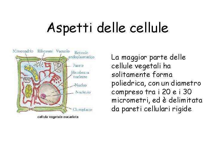 Aspetti delle cellule La maggior parte delle cellule vegetali ha solitamente forma poliedrica, con