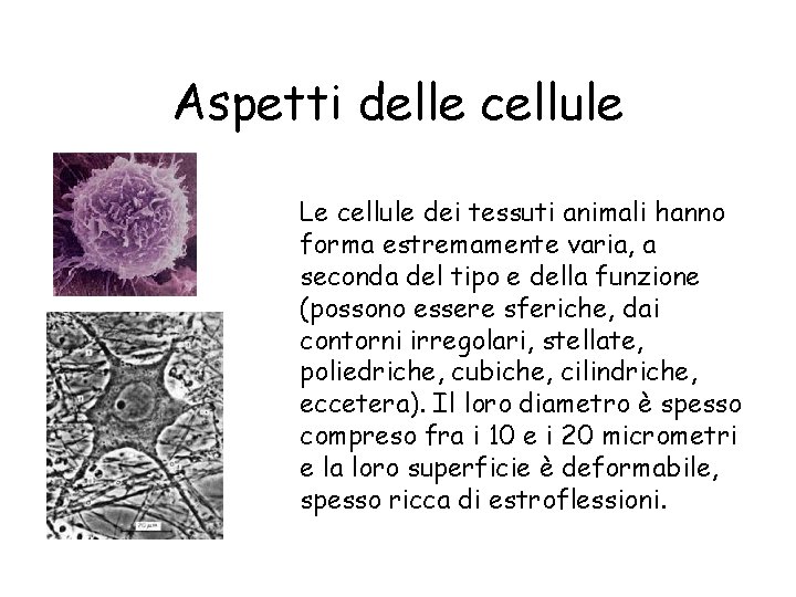 Aspetti delle cellule Le cellule dei tessuti animali hanno forma estremamente varia, a seconda