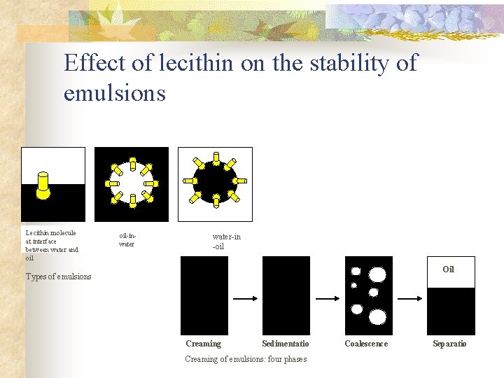 Effect of lecithin on the stability of emulsions Lecithin molecule at interface between water