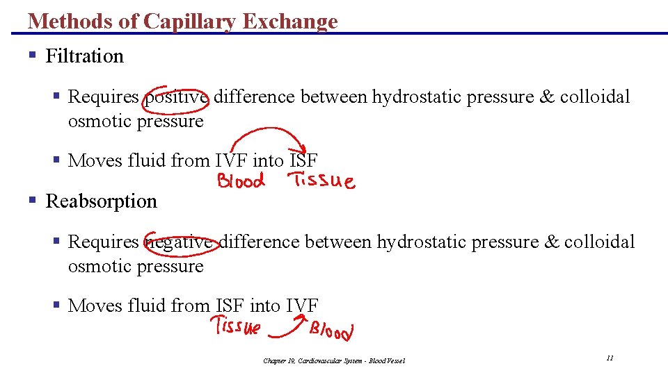 Methods of Capillary Exchange § Filtration § Requires positive difference between hydrostatic pressure &