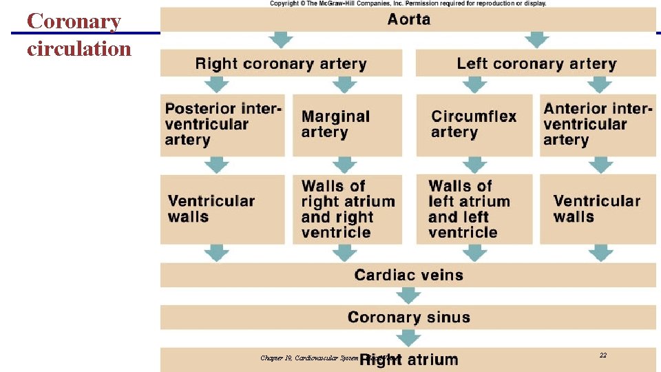 Coronary circulation Chapter 19, Cardiovascular System - Blood Vessel 22 
