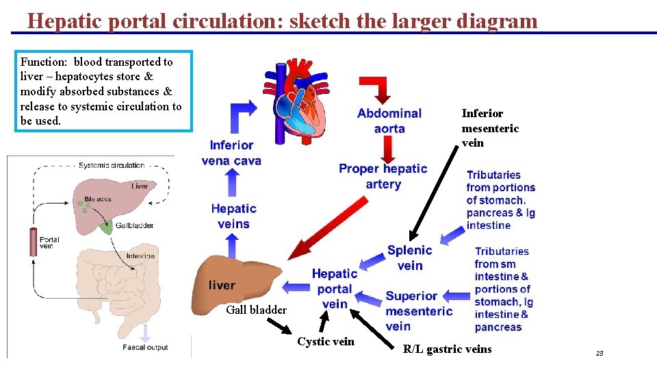 Hepatic portal circulation: sketch the larger diagram Function: blood transported to liver – hepatocytes