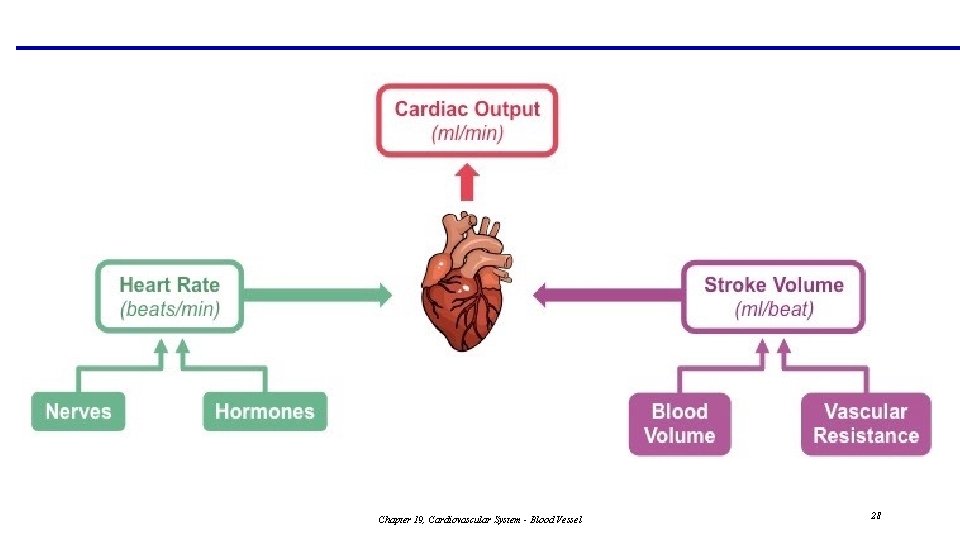 Chapter 19, Cardiovascular System - Blood Vessel 28 