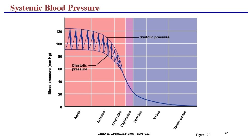 Systemic Blood Pressure Chapter 19, Cardiovascular System - Blood Vessel Figure 19. 5 36