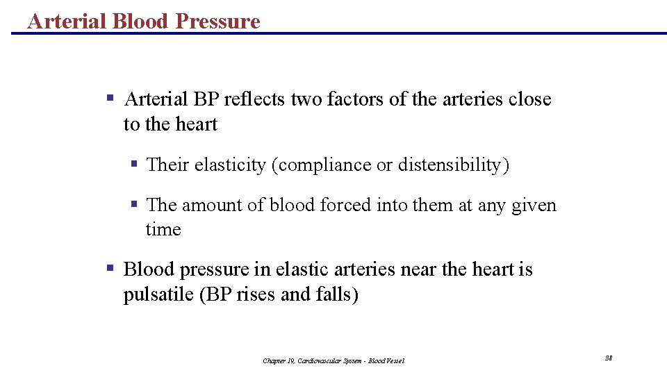 Arterial Blood Pressure § Arterial BP reflects two factors of the arteries close to
