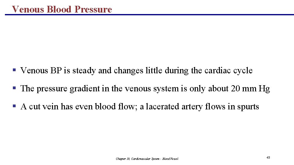 Venous Blood Pressure § Venous BP is steady and changes little during the cardiac