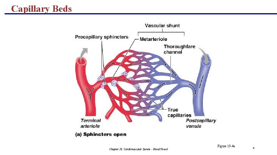 Capillary Beds Chapter 19, Cardiovascular System - Blood Vessel Figure 19. 4 a 6