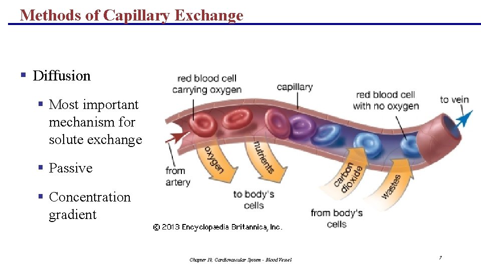 Methods of Capillary Exchange § Diffusion § Most important mechanism for solute exchange §