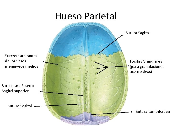 Hueso Parietal Sutura Sagital Surcos para ramas de los vasos meníngeos medios Fositas Granulares