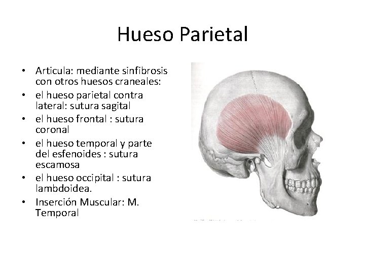 Hueso Parietal • Articula: mediante sinfibrosis con otros huesos craneales: • el hueso parietal