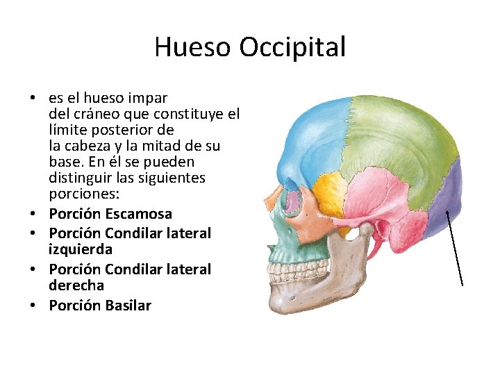 Hueso Occipital • es el hueso impar del cráneo que constituye el límite posterior