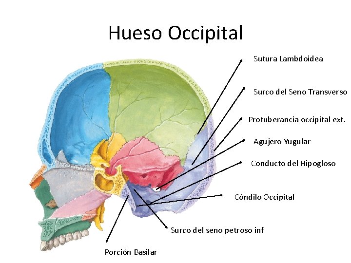 Hueso Occipital Sutura Lambdoidea Surco del Seno Transverso Protuberancia occipital ext. Agujero Yugular Conducto