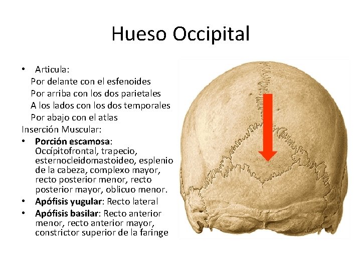 Hueso Occipital • Articula: Por delante con el esfenoides Por arriba con los dos