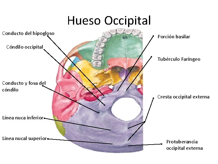 Hueso Occipital Conducto del hipogloso Porción basilar Cóndilo occipital Tubérculo Faríngeo Conducto y fosa