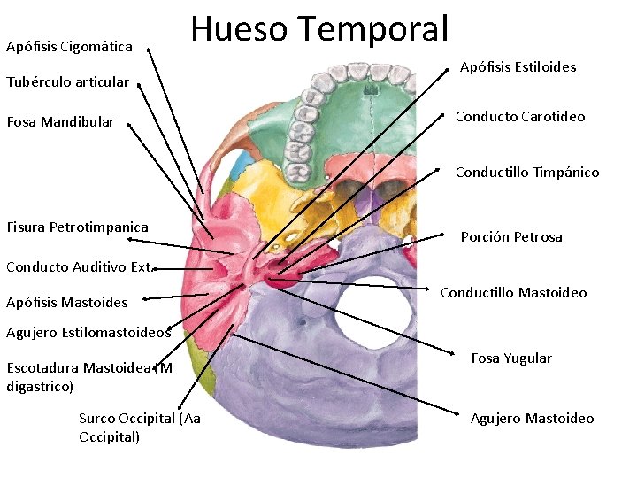 Apófisis Cigomática Hueso Temporal Tubérculo articular Fosa Mandibular Apófisis Estiloides Conducto Carotideo Conductillo Timpánico