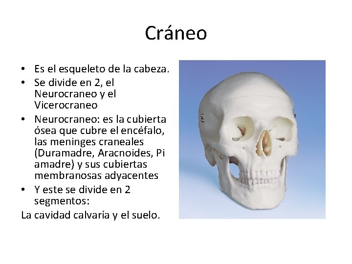 Cráneo • Es el esqueleto de la cabeza. • Se divide en 2, el
