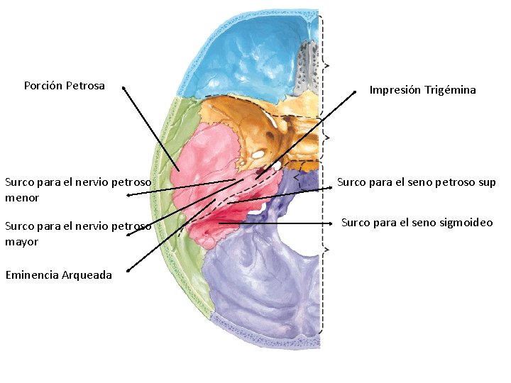 Porción Petrosa Impresión Trigémina Surco para el nervio petroso menor Surco para el seno