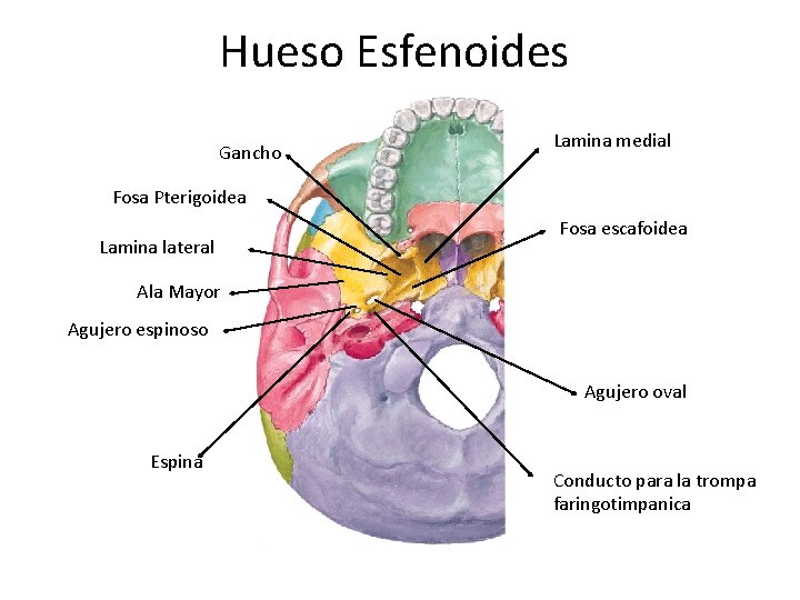 Hueso Esfenoides Gancho Lamina medial Fosa Pterigoidea Lamina lateral Fosa escafoidea Ala Mayor Agujero