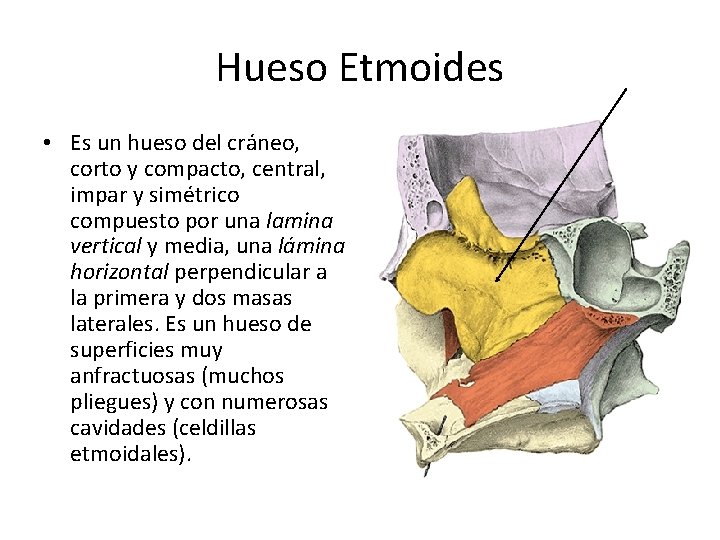 Hueso Etmoides • Es un hueso del cráneo, corto y compacto, central, impar y