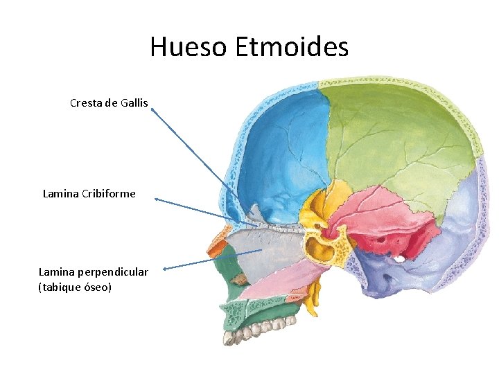 Hueso Etmoides Cresta de Gallis Lamina Cribiforme Lamina perpendicular (tabique óseo) 