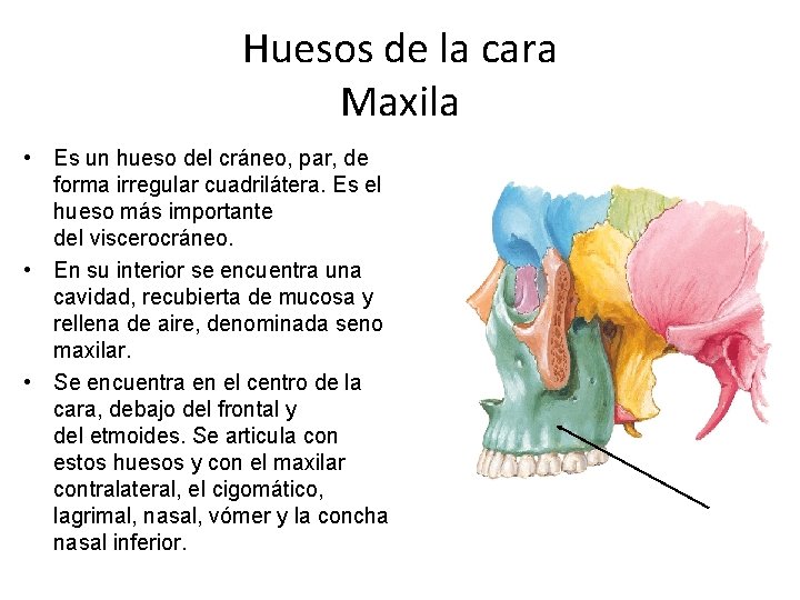 Huesos de la cara Maxila • Es un hueso del cráneo, par, de forma