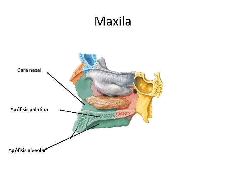 Maxila Cara nasal Apófisis palatina Apófisis alveolar 