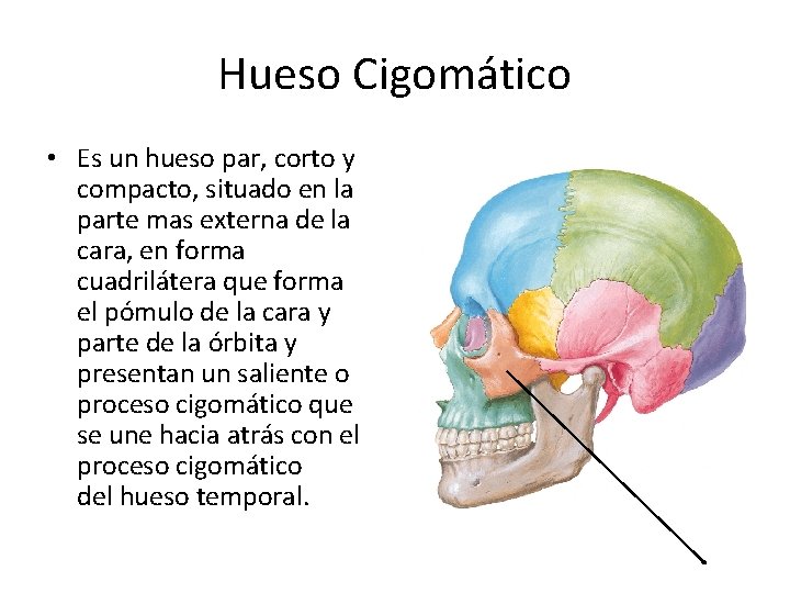 Hueso Cigomático • Es un hueso par, corto y compacto, situado en la parte