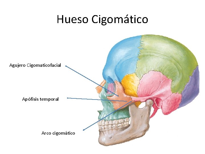 Hueso Cigomático Agujero Cigomaticofacial Apófisis temporal Arco cigomático 