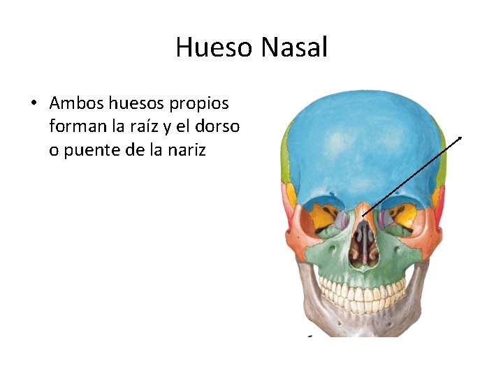 Hueso Nasal • Ambos huesos propios forman la raíz y el dorso o puente