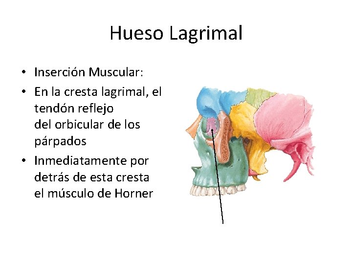 Hueso Lagrimal • Inserción Muscular: • En la cresta lagrimal, el tendón reflejo del