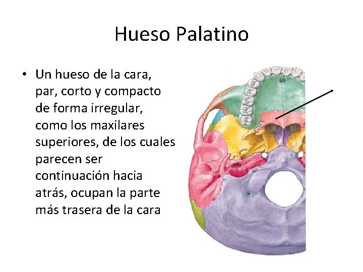 Hueso Palatino • Un hueso de la cara, par, corto y compacto de forma