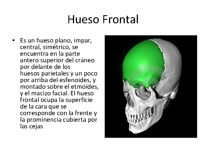 Hueso Frontal • Es un hueso plano, impar, central, simétrico, se encuentra en la