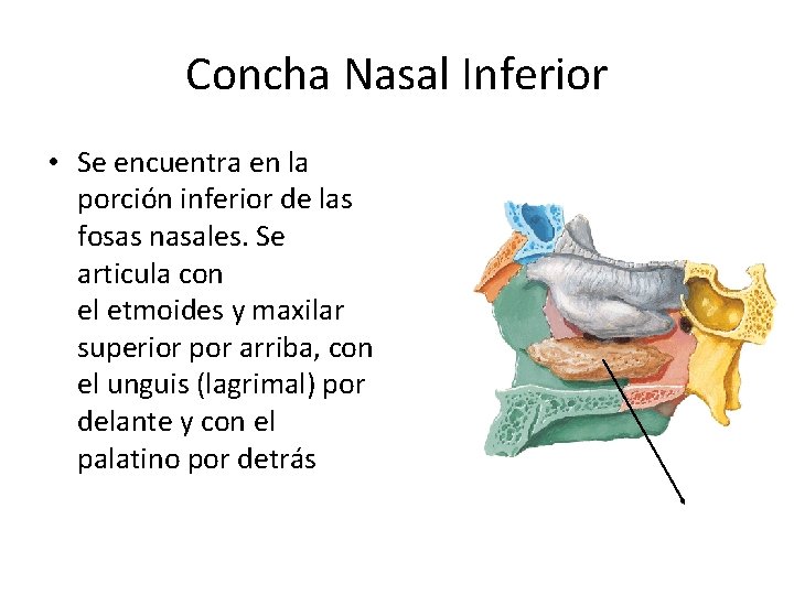 Concha Nasal Inferior • Se encuentra en la porción inferior de las fosas nasales.