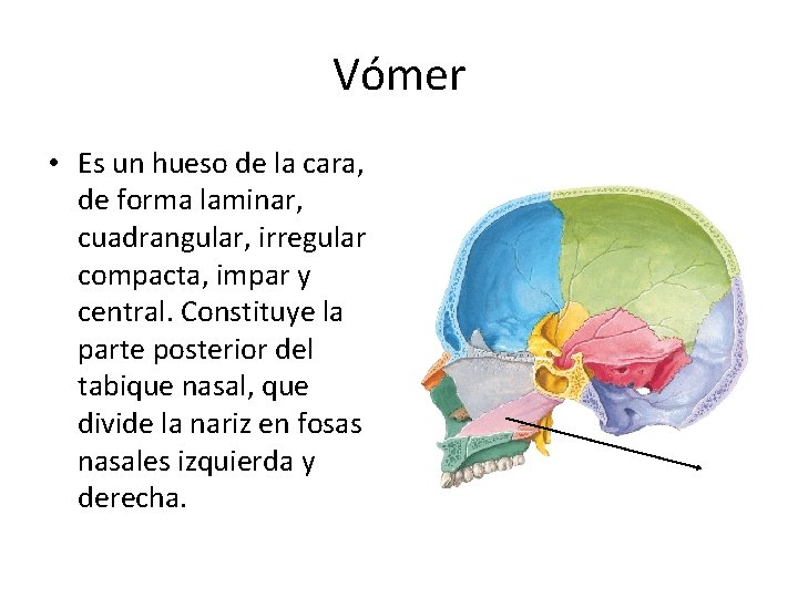 Vómer • Es un hueso de la cara, de forma laminar, cuadrangular, irregular compacta,