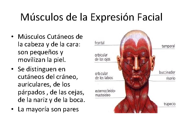 Músculos de la Expresión Facial • Músculos Cutáneos de la cabeza y de la