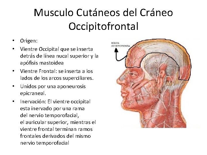 Musculo Cutáneos del Cráneo Occipitofrontal • Origen: • Vientre Occipital que se inserta detrás