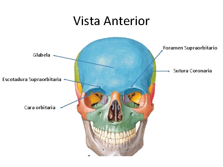 Vista Anterior Foramen Supraorbitario Glabela Sutura Coronaria Escotadura Supraorbitaria Cara orbitaria 