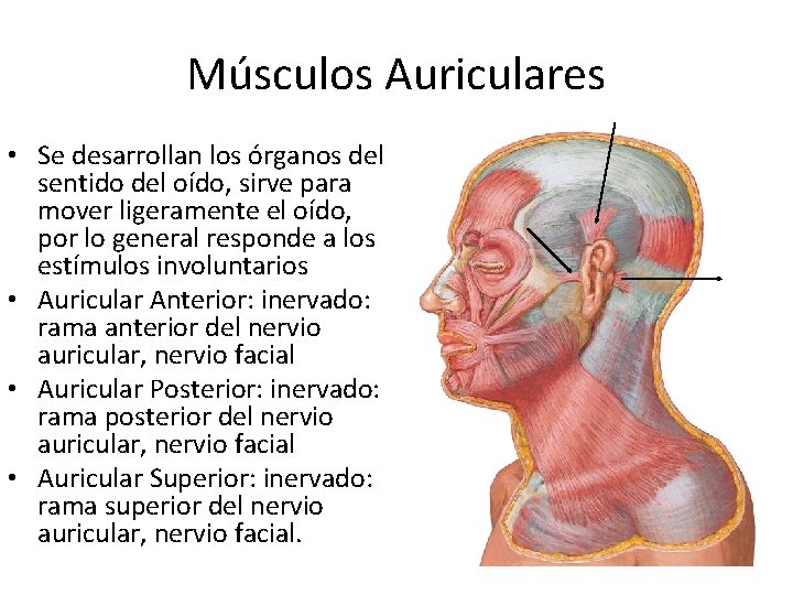 Músculos Auriculares • Se desarrollan los órganos del sentido del oído, sirve para mover