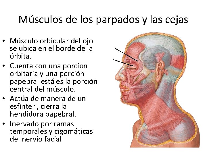 Músculos de los parpados y las cejas • Músculo orbicular del ojo: se ubica