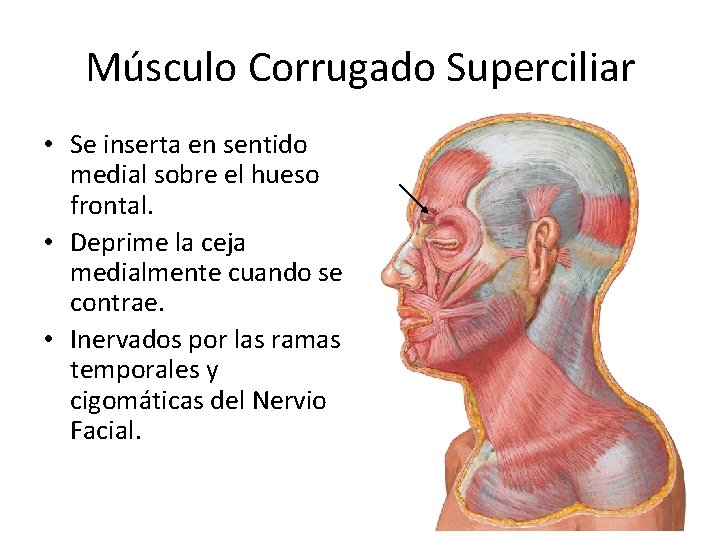 Músculo Corrugado Superciliar • Se inserta en sentido medial sobre el hueso frontal. •