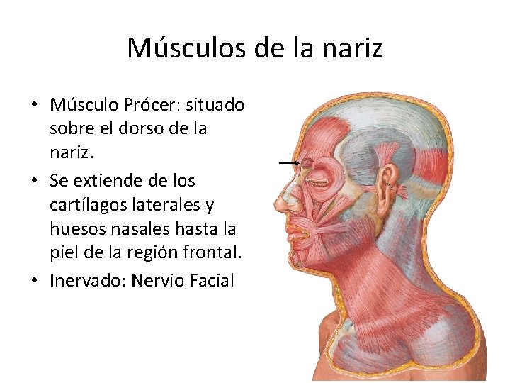 Músculos de la nariz • Músculo Prócer: situado sobre el dorso de la nariz.
